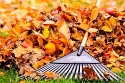 В Могилеве пройдут осенние субботники