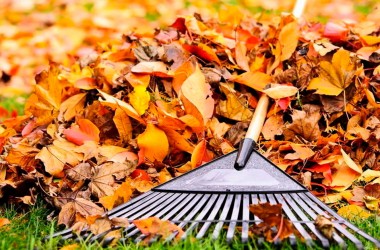 В Могилеве пройдут осенние субботники