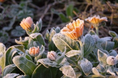 Первые заморозки прогнозируют синоптики в ночь на 25 сентября