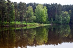 Печерский лесопарк объявлен заказником местного значения