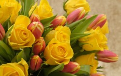 7 тыс. тюльпанов и 5 тыс. роз появится на прилавках в праздничные весенние дни