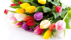 Более 5 500 тюльпанов и 5 300 роз приготовил «Могилевзеленстрой» к празднику весны
