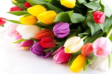 Более 5 500 тюльпанов и 5 300 роз приготовил «Могилевзеленстрой» к празднику весны