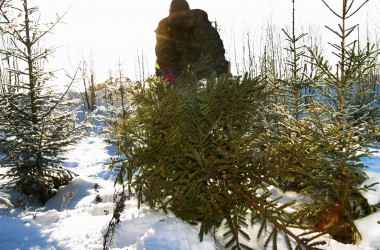 Самовольно вырубленная новогодняя ель влетит в копеечку