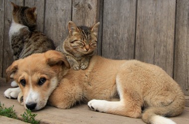 Акция в помощь бездомным животным пройдет в Могилеве 30 апреля