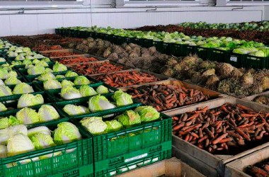 Могилевская область сформировала стабфонд из 18 тысяч тонн овощей и яблок