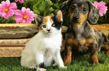 Фотовыставка животных, которые ищут дом, размещена в Могилевской библиотеке им. К. Маркса