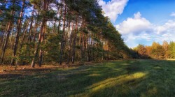 Запрет на посещение лесов в Могилевской области снят с 12 сентября
