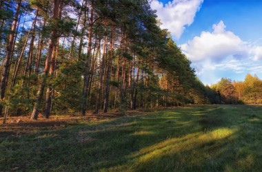 Запрет на посещение лесов в Могилевской области снят с 12 сентября