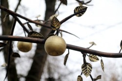 Кованый сад появится в центре Могилева