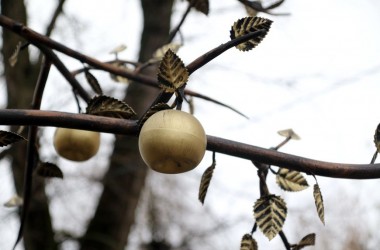 Кованый сад появится в центре Могилева