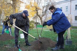 Около 2 тысяч деревьев и кустарников высадили в Могилеве во время субботника
