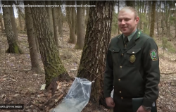 В лесных хозяйствах Могилевщины идет сбор березового сока (Видео)