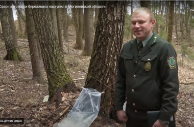 В лесных хозяйствах Могилевщины идет сбор березового сока (Видео)