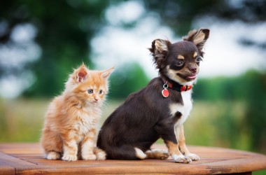 Акция «Большая помощь маленькому другу» проходит в Могилеве