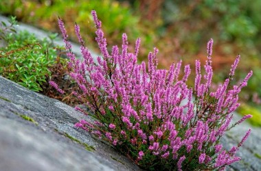 Растение 2026 года определено в Беларуси