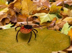 Период активности клещей в Могилевской области еще не завершился