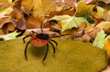 Период активности клещей в Могилевской области еще не завершился