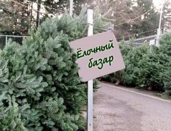 Елочные базары начнут работать 21 декабря