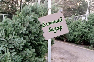 Елочные базары начнут работать 21 декабря