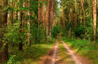 Запрет на посещение лесов введен во всех районах Могилевщины