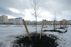 Новая зеленая зона появится в микрорайоне Спутник