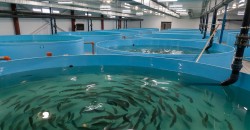 Два комплекса по разведению ценных видов рыб планируют построить в Могилевской области