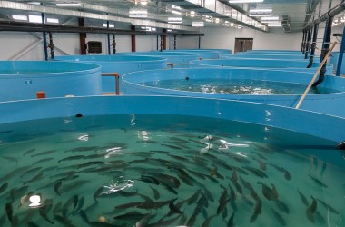 Два комплекса по разведению ценных видов рыб планируют построить в Могилевской области