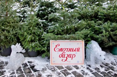 Елочные базары в Могилеве начнут работать с 20 декабря
