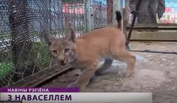 Троих рысят вылечили в Могилевском зоосаде (Видео)