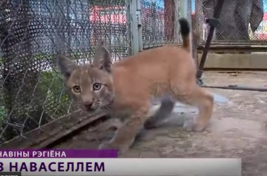 Троих рысят вылечили в Могилевском зоосаде (Видео)