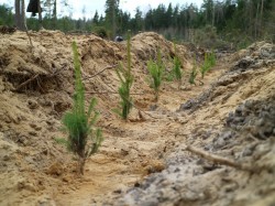 Акция «Неделя леса» пройдет в Беларуси с 9 по 16 апреля