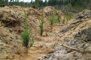 Акция «Неделя леса» пройдет в Беларуси с 9 по 16 апреля