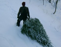 Незаконно срубленные ели обойдутся могилевчанину в 810 рублей