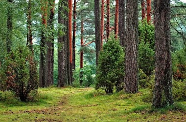Минлесхоз призывает не посещать леса в ближайшие недели