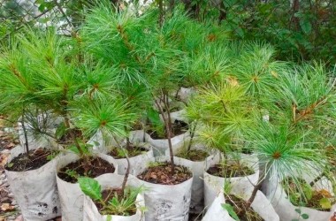 В Могилевском районе высаживают 15 000 саженцев приморского кедра