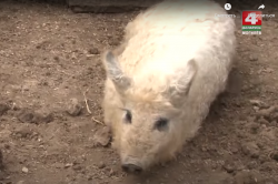 В Могилевском зоосаде необычное пополнение (Видео)