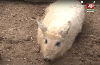 В Могилевском зоосаде необычное пополнение (Видео)