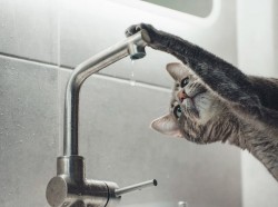 Сроки отключения горячей воды в нескольких районах Могилева перенесены