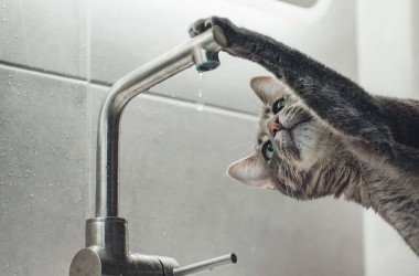 Сроки отключения горячей воды в нескольких районах Могилева перенесены