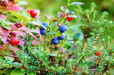 Определены сроки начала сбора дикорастущих ягод на Могилевщине