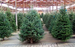 Продажа новогодних деревьев в Могилевской области начнется с 20 декабря