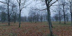 Парк им. 60-летия Великого Октября благоустроят в Могилеве