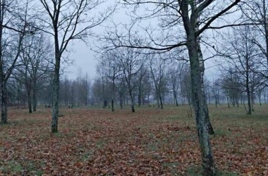 Парк им. 60-летия Великого Октября благоустроят в Могилеве