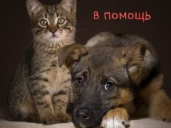 Акция в помощь бездомным животным с мастер-классом по танцам пройдет в Могилеве