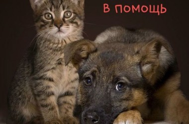 Акция в помощь бездомным животным с мастер-классом по танцам пройдет в Могилеве