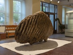Зуб мамонта нашли в Шкловском районе — он уже в музее