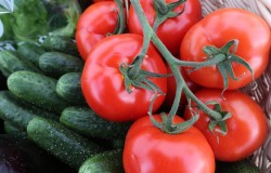 Объем производства томатов и огурцов в межсезонный период будет увеличен