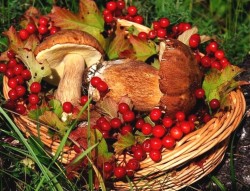 Бесплатно проверить ягоды, грибы на наличие цезия-137 можно в Могилевском лесхозе