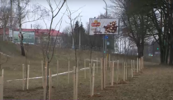 Высадка деревьев началась в Могилеве (Видео)